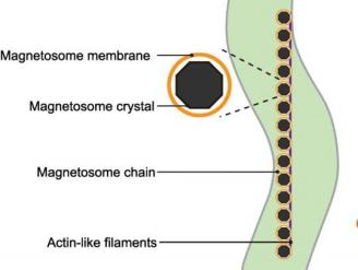 Diagram of the BNCM magnetosome structure: membrane, crystal, chain and actin-like filaments