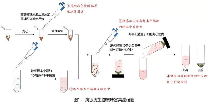 Pathogenic microorganism magnetic bead enrichment workflow