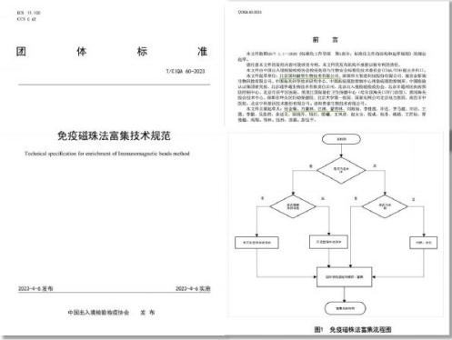 Technical Specification for Immune Magnetic Bead Enrichment Technology group standard document