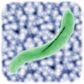 Illustration of the Vibrio GKRZ magnetotactic bacterium